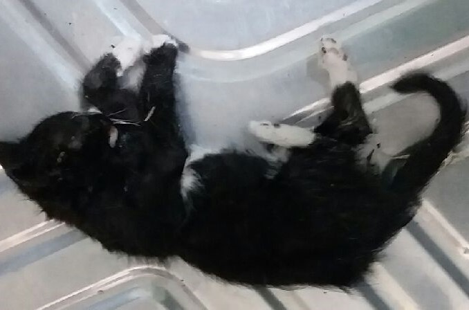 대구유기동물보호협회_427347202300421